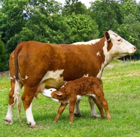 L-766 Vaca y su cría